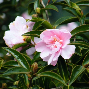 Camellia sasanqua 'Otome-Sazanka' Pink Pearl